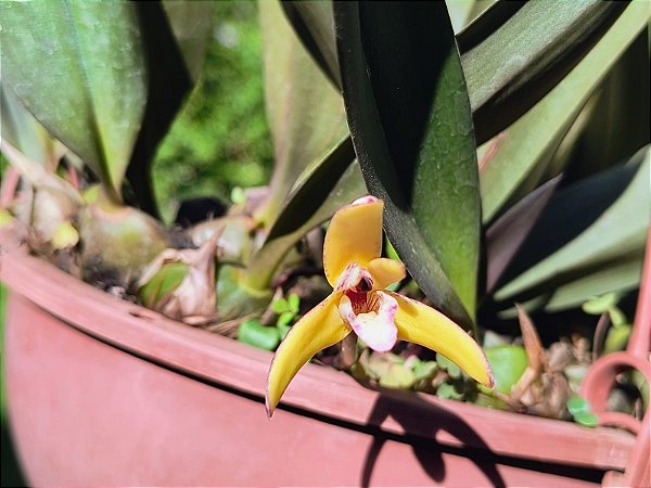 Maxillaria Hibrida