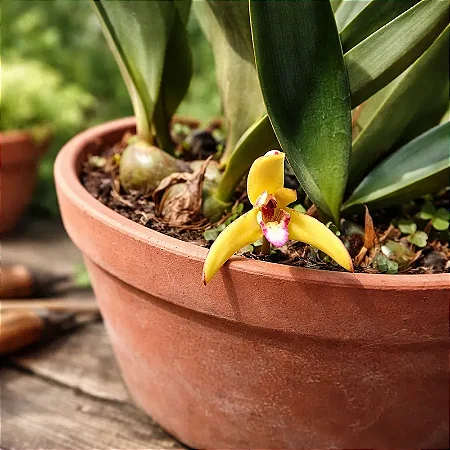 Maxillaria Hibrida