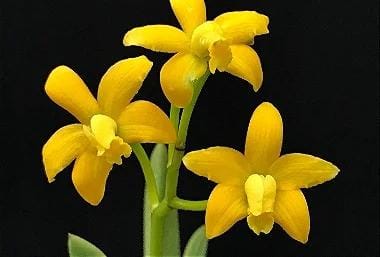 Cattleya ou Hoffmannseggella Itambana