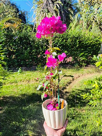 Planta Trepadeira Primavera Fúcsia (30 CM)