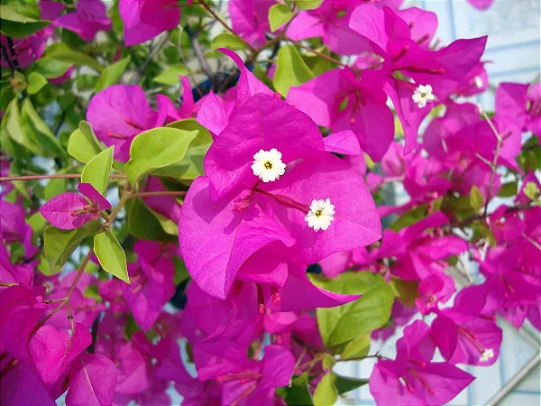 Primavera Fúcsia