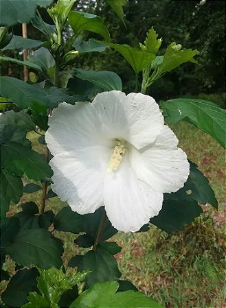 Hibisco da Siria Branco