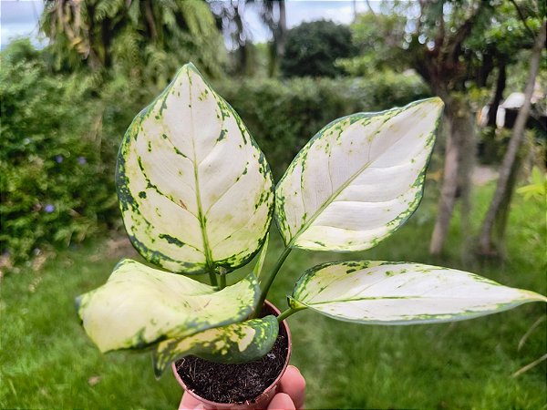 Aglaonema Super White