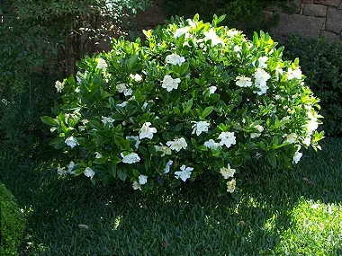 Gardênia Jasminoides - Muda Maior