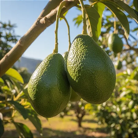 Abacate - Abacateiro