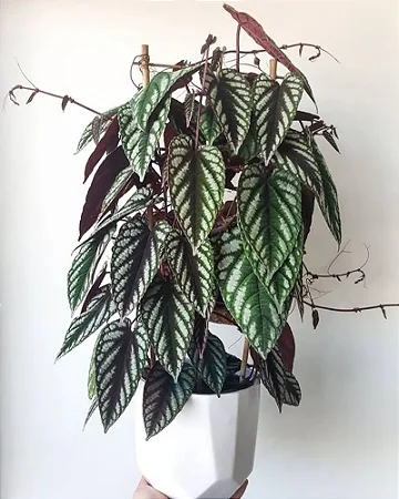 Cissus Discolor SUPER PROMOÇÃO