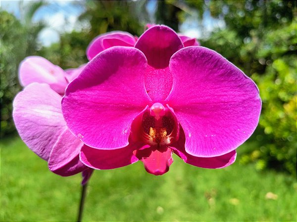 Phalaenopsis Ox Big Rose