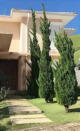 Pinheiro Kaizuka - PROMOÇÃO Junipero chinensis