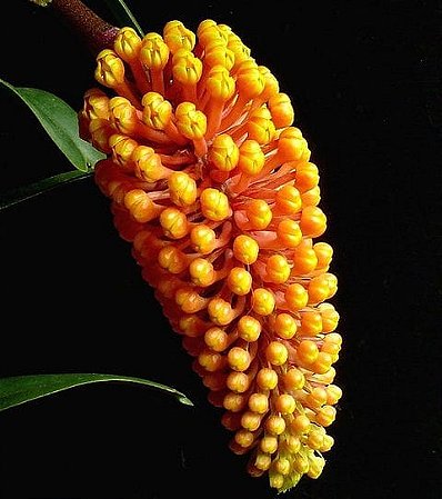 Robiquetia Cerina Yellow