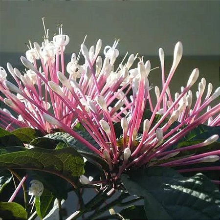 Planta Cotonete - Clerodendrum quadriloculare