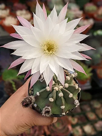 Cacto Lua - Echinopsis Subdenudata