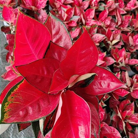Aglaonema Sukson