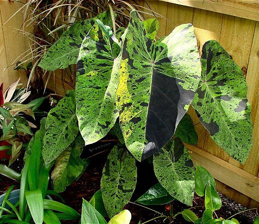 Colocasia Mojito