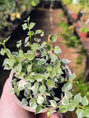 Dischidia Ruscifolia Variegata