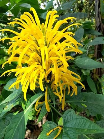 Justicia Amarela - Justicia aurea