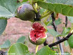 figo - Figueira - Ficus Carica