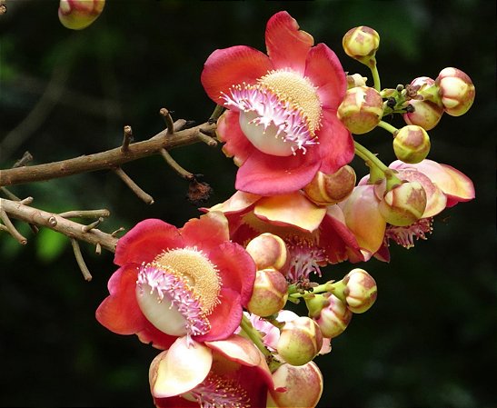 Abricó de Macaco - Couroupita guianensis
