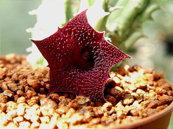 Huernia macrocarpa