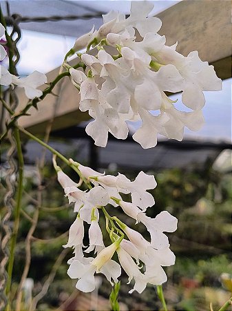 Rodriguezia Decora Semi Alba