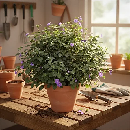 Barleria Cristata - Violeta filipina