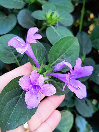 Barleria Cristata - Violeta filipina
