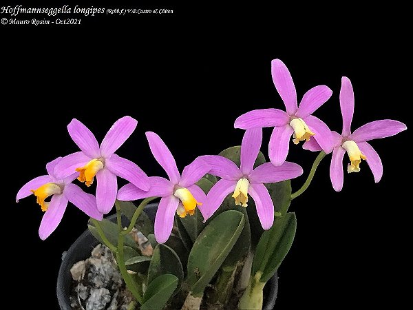 Hoffmannseggella Longipes