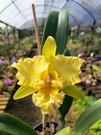 Cattleya BLC Gisele Bundchen