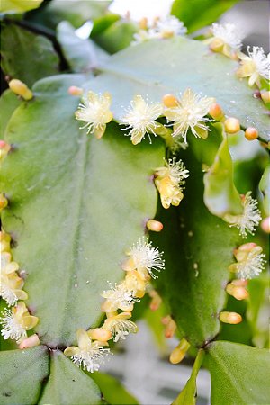 Rhipsalis Elíptica