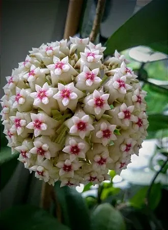 Hoya verticillata