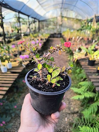 Mini Coroa de Cristo Vermelha