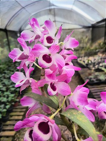 Dendrobium Nobile Rosa