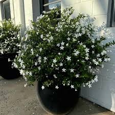 Jasmim Neve - Jasmim multiflorum