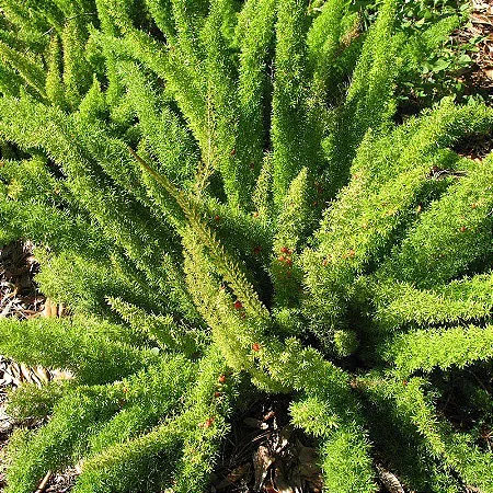 Aspargo Real / Asparagus Densiflorus (Muda Maior)