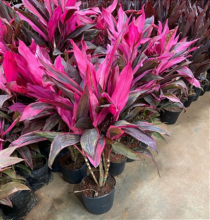 Dracena Vermelha - Cordyline terminalis PROMOÇÃO