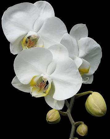 Phalaenosis Branca