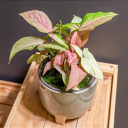 Singônio 'Regina Red' - Syngonium podophyllum 'Regina Red'