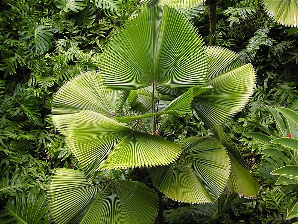 Palmeira Licuala - Licuala grandis