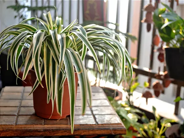 Clorofito Sombra - Chorophytum comosum