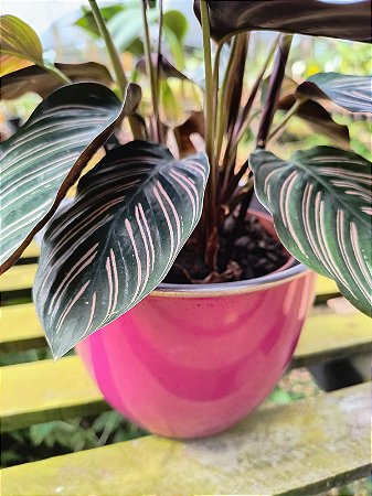 Vaso de Inox Boca 15 - ROSA