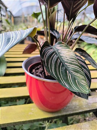 Vaso de Inox Boca 15 - Vermelho