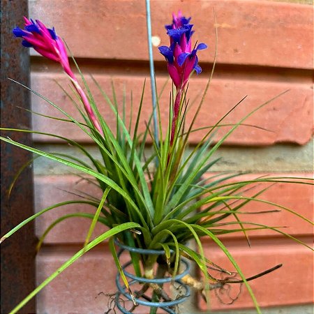Bromélia Tillandsia aeranthos