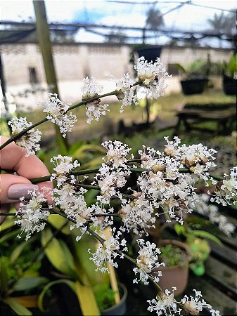 Bromélia Callisia Fragans
