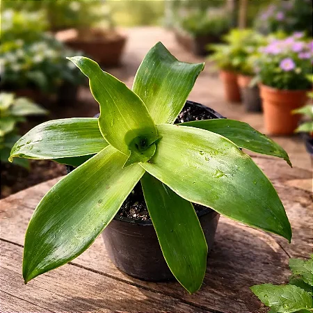 Bromélia Callisia Fragans