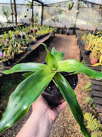 Bromélia Callisia Fragans - Callisia fragrans- PROMOÇÃO