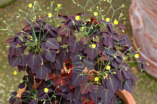 Avenca Roxa ou Trevo Roxo - Oxalis hedysaroides