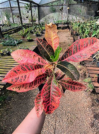 Croton 'Fernando' - Codiaeum variegatum 'Fernando'
