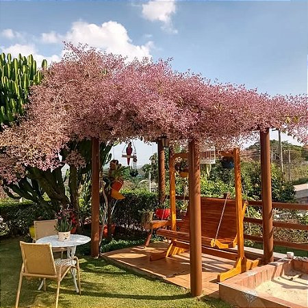 Congéia - Congea tomentosa