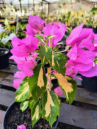 Primavera Variegata Fúcsia - Bougainvillea spectabilis