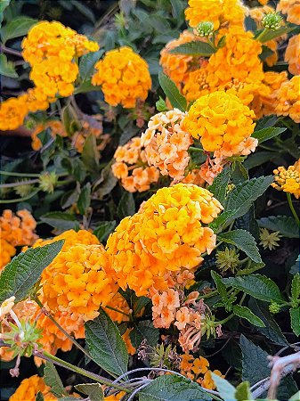 Lantana Amarela - Lantana camara