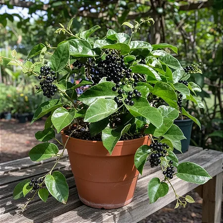 Insulina - Cissus Verticillata - Muda Menor